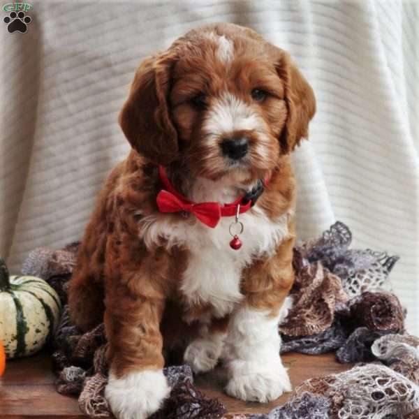 Olympia, Mini Labradoodle Puppy